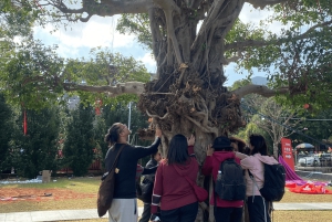 Hong Kong: Esperienza guidata di terapia forestale