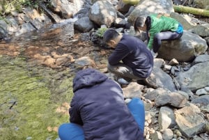 Hong Kong: Esperienza guidata di terapia forestale