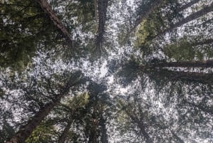 Hong Kong: Esperienza guidata di terapia forestale