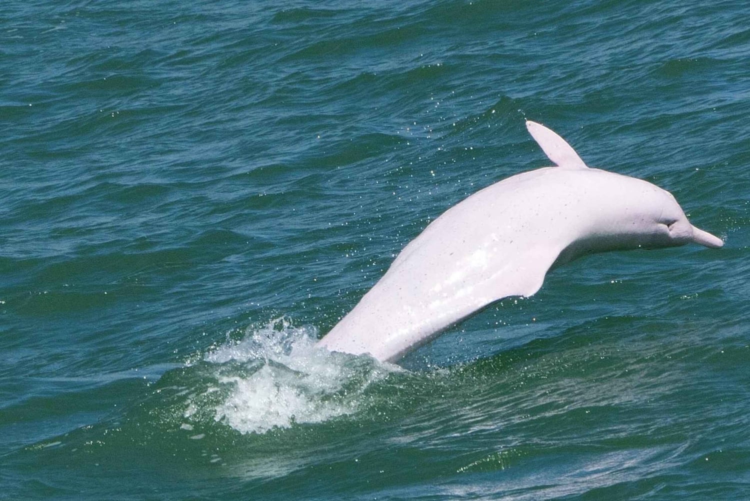 Hong Kong: Lantau Island Tour Cable Car & Village Lunch