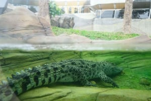 Hong Kong: Inngang til Ocean Park og Hop-on Hop-off-tur med stor buss