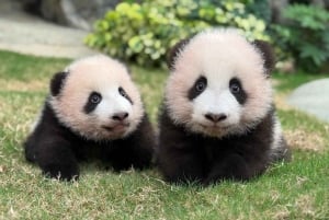 Hong Kong: Ocean Park Entry Ticket + OceanFasTrack Pass