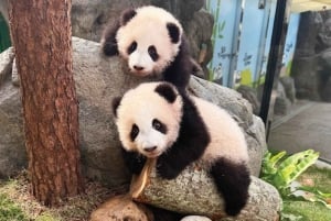 Hongkong: Inträdesbiljett till Ocean Park med fast meny eller popcorn