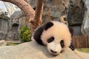 Hongkong: Inträdesbiljett till Ocean Park med fast meny eller popcorn