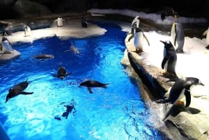 Hongkong: Inträdesbiljett till Ocean Park med fast meny eller popcorn