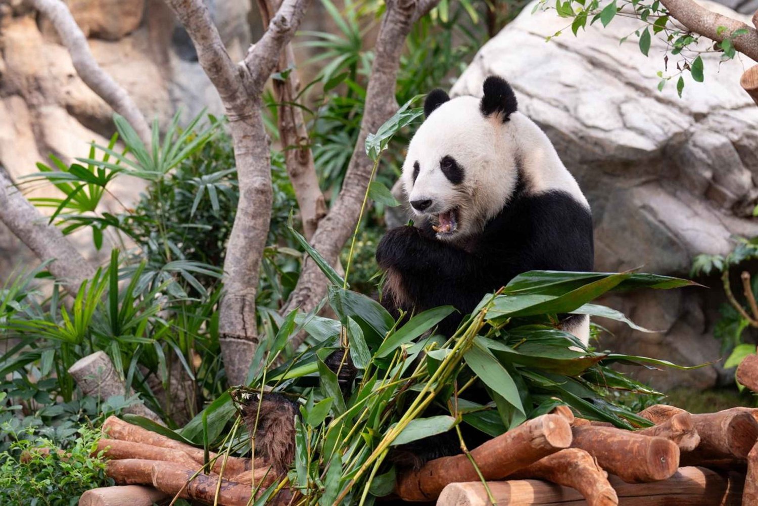 Hongkong: Inträdesbiljett till Ocean Park Panda Visit med transfer