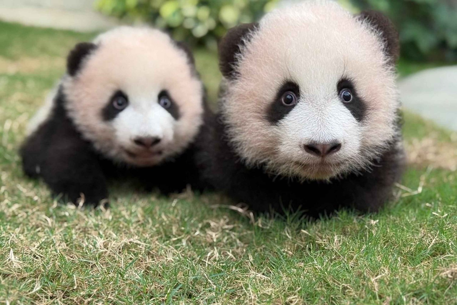 Hongkong: Inträdesbiljett till Ocean Park Panda Visit med transfer