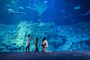 Hongkong: Inträdesbiljett till Ocean Park Panda Visit med transfer