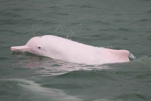 HK: Lantau tour with cable car, Tai O, Dolphin watching
