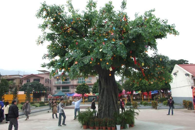 Lam Tsuen Wishing Trees