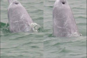Île de Lantau : observation des dauphins roses depuis Hong Kong