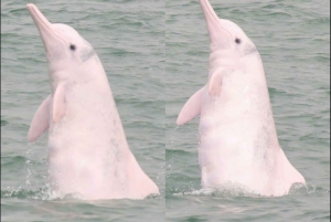 Île de Lantau : observation des dauphins roses depuis Hong Kong