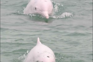 Île de Lantau : observation des dauphins roses depuis Hong Kong