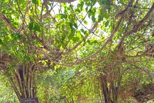 Nha Trang: Hon Mun Island Marine Park Snorkeling & Mud Bath