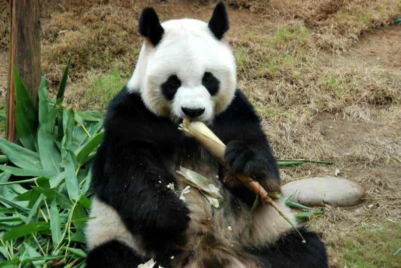 Ocean Park Hong Kong