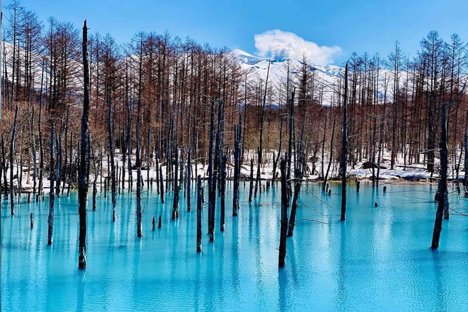 Sapporo: Asahiyama Zoo, vandfald og Blue Pond-tur