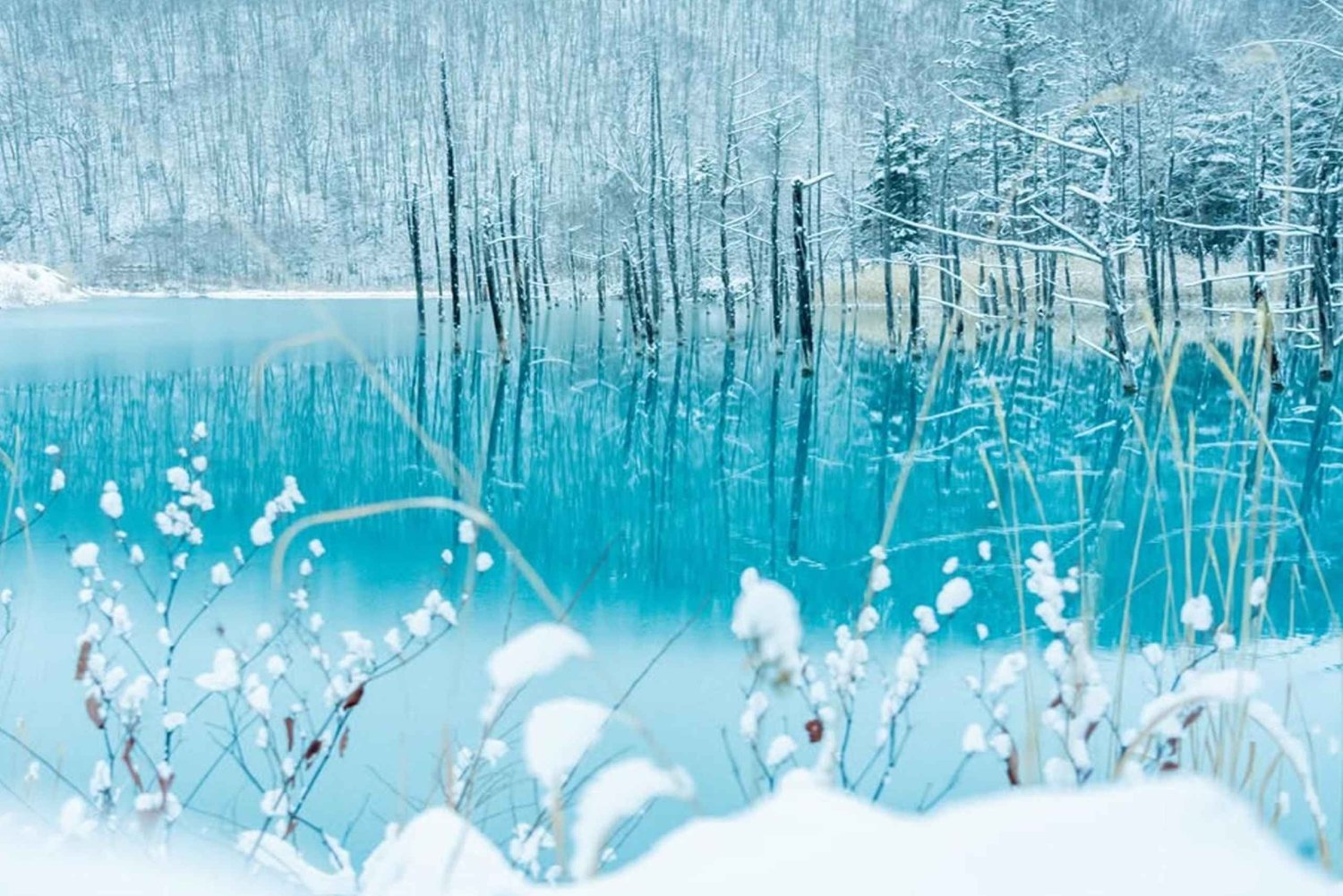 Sapporo: Asahiyama Zoo, vandfald og Blue Pond-tur