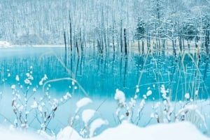 Sapporo: Asahiyama Zoo, vandfald og Blue Pond-tur