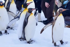 Sapporo: Asahiyama Zoo, vandfald og Blue Pond-tur