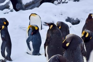 Sapporo: Asahiyama Zoo, vandfald og Blue Pond-tur