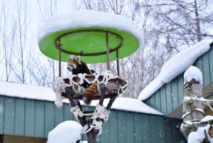 Sapporo: Asahiyama Zoo, vandfald og Blue Pond-tur