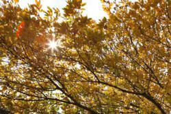 image file (donot delete)