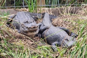 Fra Houston: Entrébillet til Crocodile Encounter