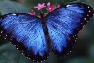 Houston Museum of Natural Science: Cockrell Butterfly Center
