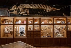 Houston Museum of Natural Science General Admission Ticket
