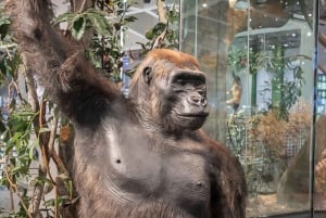 Houston Museum of Natural Science General Admission Ticket
