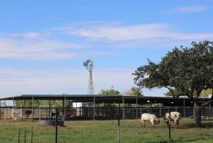 Weltmeisterschaft: Houston NASA Spanisch-Tourguide & Stadtrundfahrt