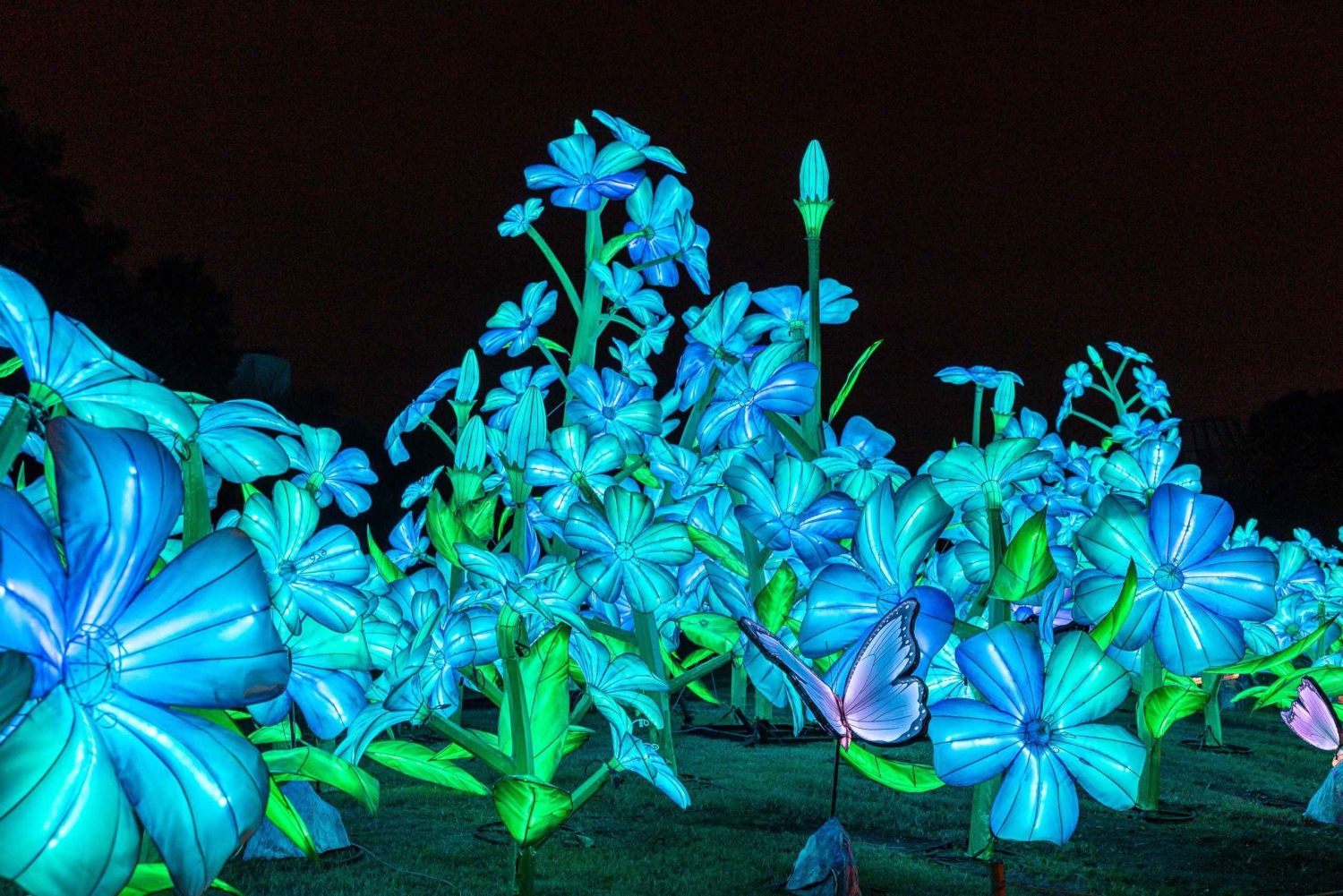 Houston: tickets voor de winterlichtshow Radiant Nature