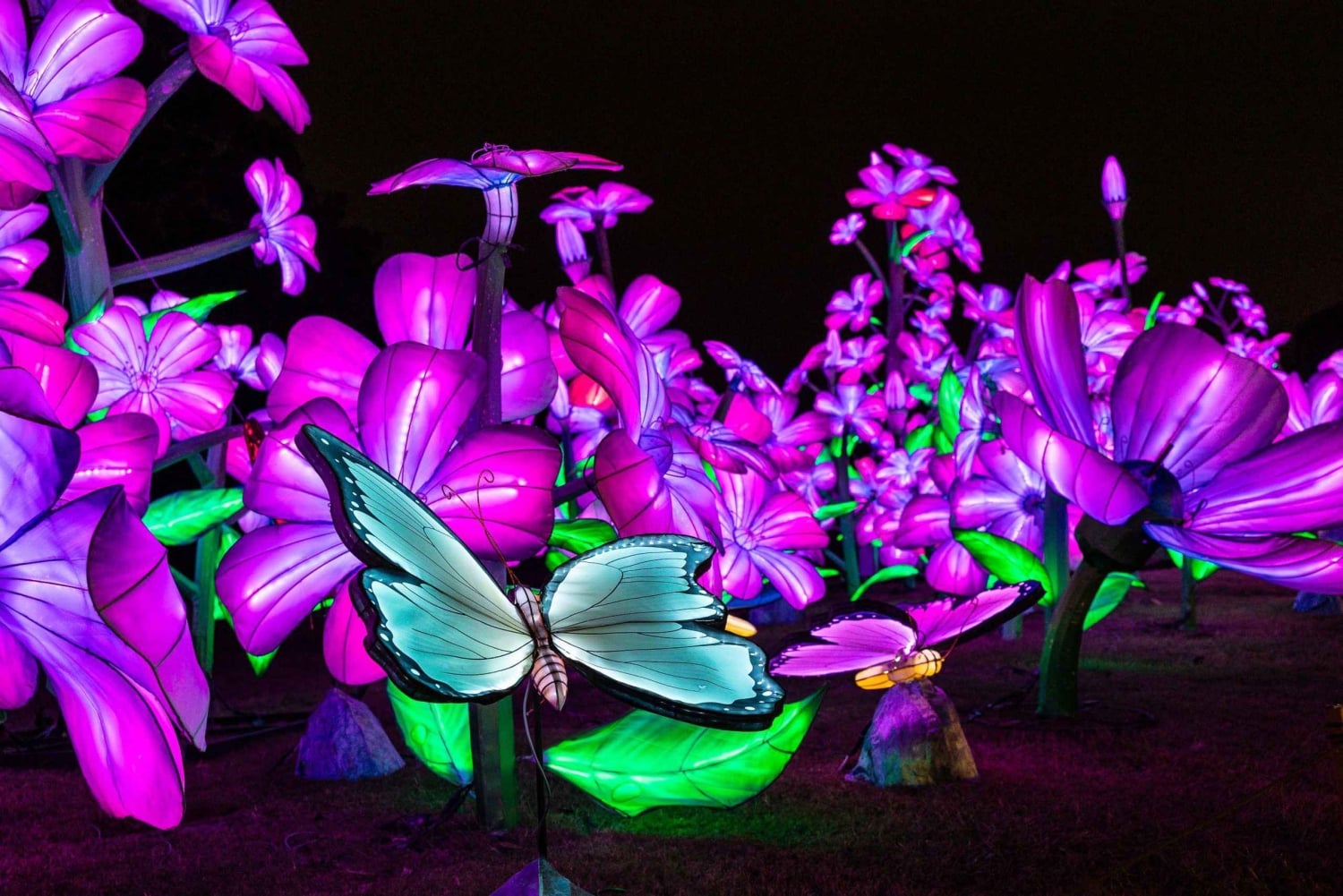 Houston: tickets voor de winterlichtshow Radiant Nature