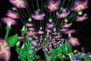 Houston: tickets voor de winterlichtshow Radiant Nature