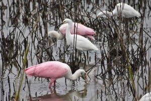 Houston: San Jacinto Museum Ticket