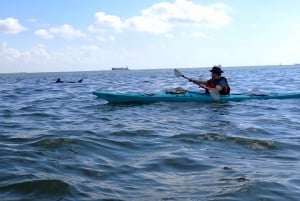 Relitto concreato di SS Selma - Punto di riferimento storico della prima guerra mondiale