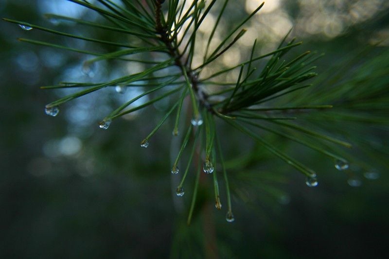 Tannin filled pine needles