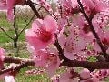 Peachy Blossoms