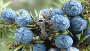 Riva 70 plush interior