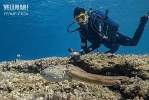 Formentera: prova l'esperienza subacquea nel Parco Naturale