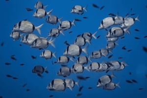 Formentera: prova l'esperienza subacquea nel Parco Naturale