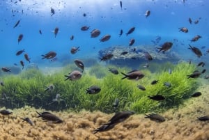 Formentera: prova l'esperienza subacquea nel Parco Naturale