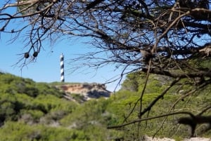 Ibiza: passeggiata lungo la Costa di Cristallo con sosta per nuotare