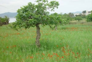 Ibiza: excursión de día completo y visita a un mercado hippy