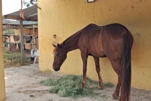 Ibiza: Escursione a cavallo nella natura + Picnic + Trasporto