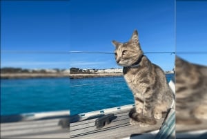 Ibiza: Relaxing Day Sail with Swim Stop & Drinks