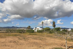 Ibiza: Salt Beds, Es Vedra & Time and Space Half-Day Tour