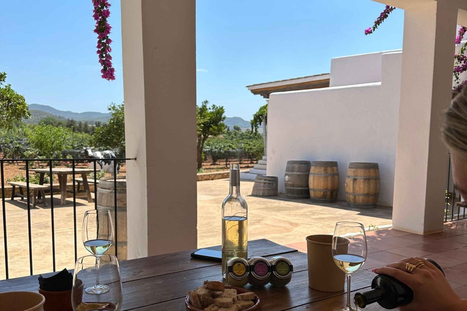 IBIZA Vintur: Vinsmaking + TAPAS + Olivenolje + Transport