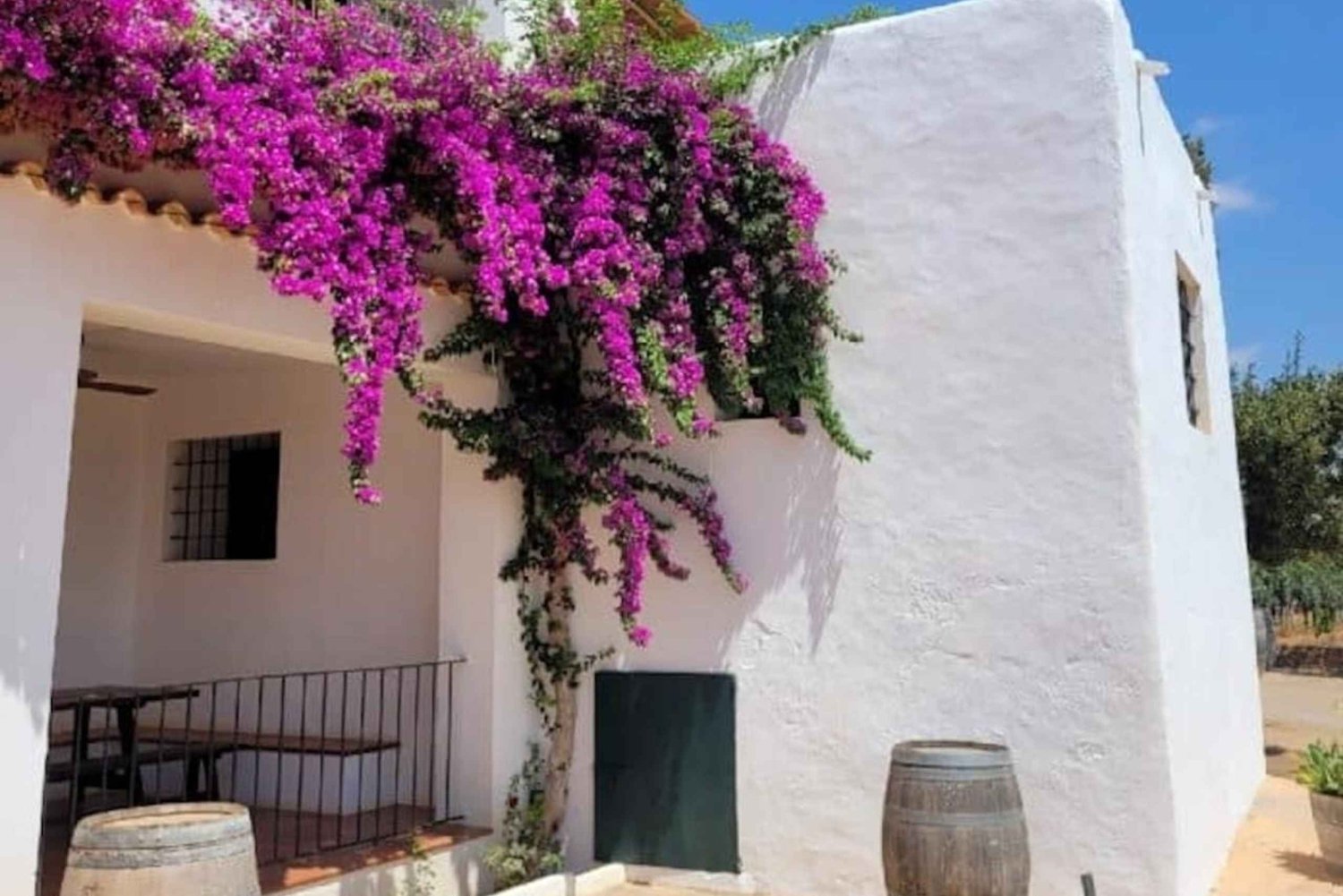 IBIZA: Private Wine Tasting & TAPAS + Olive Oil & Pick-Up