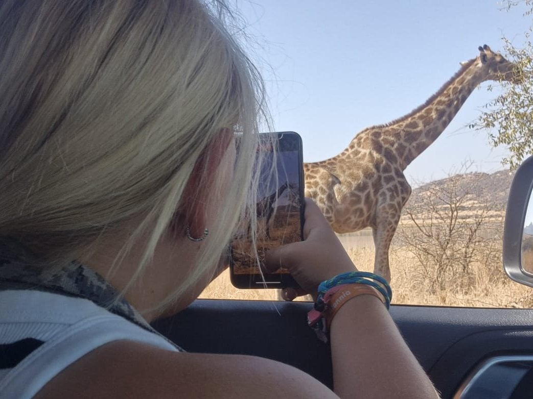 Photographing a giraffe from the car on safari
